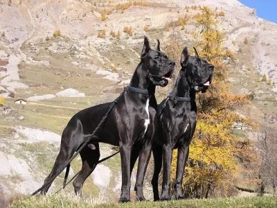 Milyen fajta kutya választani - úgy nyolc fajták - kutyafajták - Állati - dogsib