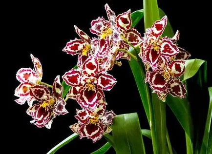 Hogyan törődik orchidea Odontoglossum