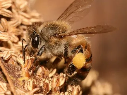 Ce rasa de albine pentru a alege cel mai bun film, numele caracteristică, specia principală de fotografii de albine