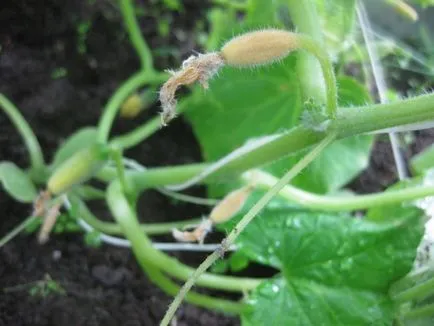 Как да се грижим за краставици в оранжерията по време на плодните