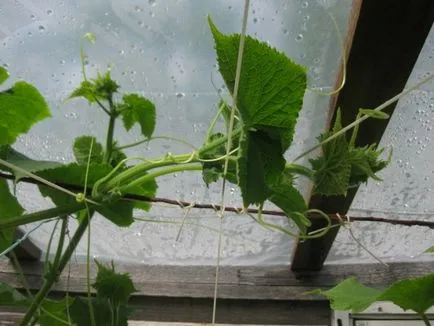 Как да се грижим за краставици в оранжерията по време на плодните