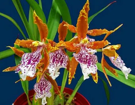 Hogyan törődik orchidea Odontoglossum