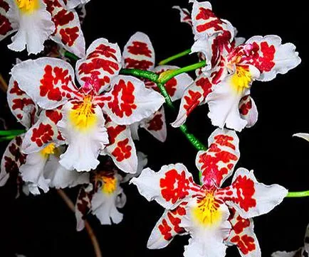 Hogyan törődik orchidea Odontoglossum