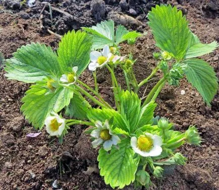 Cum să planteze căpșuni cultivarea de primăvară de căpșuni în țară