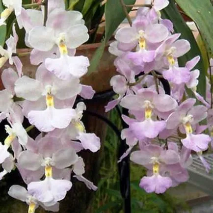 Hogyan törődik orchidea Odontoglossum