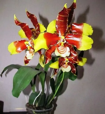 Hogyan törődik orchidea Odontoglossum