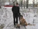 Stivuitoare câine în Novoperedelkino