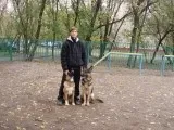 Kutya rakodók Novoperedelkino