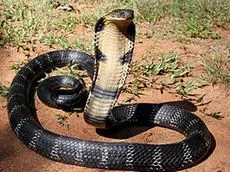 Cobra kígyó nemes fotó