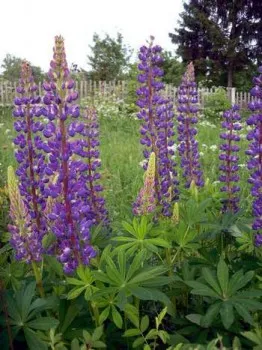 Кога да сеят зелено торене Phacelia