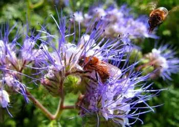 Кога да сеят зелено торене Phacelia