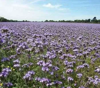 Кога да сеят зелено торене Phacelia