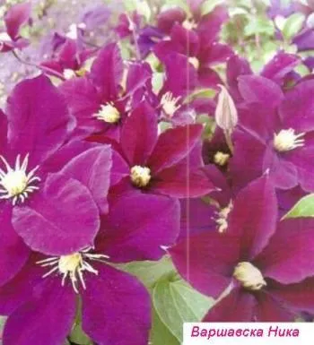 Clematis de la răsad până la înflorire - Garden Siberia