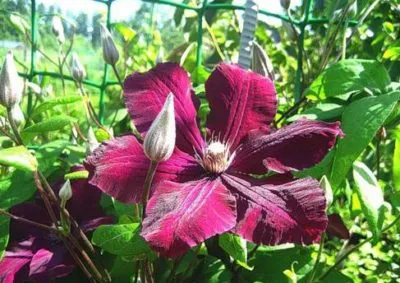 Cultivarea Clematis manciurian și îngrijirea semințelor la domiciliu