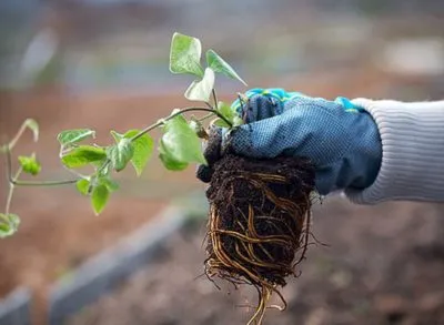 Cultivarea Clematis manciurian și îngrijirea semințelor la domiciliu