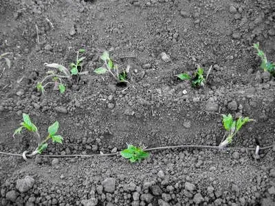 Cultivarea Clematis manciurian și îngrijirea semințelor la domiciliu