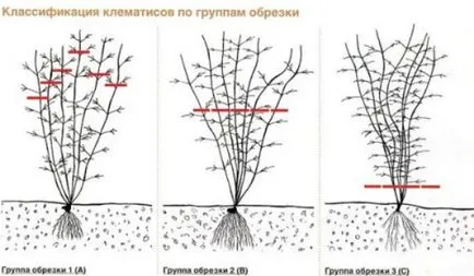 Clematis mandzsúriai hogyan növekszik a magok otthon