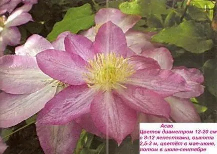 Clematis de la răsad până la înflorire - Garden Siberia