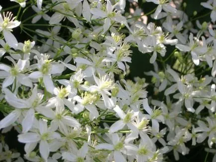 Clematis mandzsúriai leírás, telepítési és gondozási