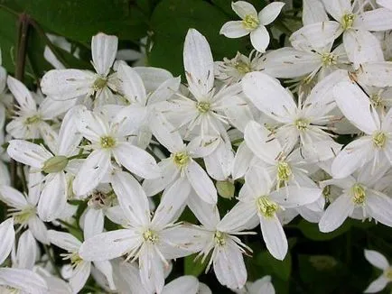 Clematis mandzsúriai leírás, telepítési és gondozási