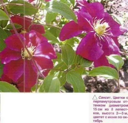 Clematis de la răsad până la înflorire - Garden Siberia