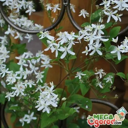 Clematis Манчу