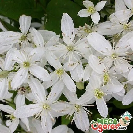 Clematis Манчу