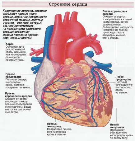 Osztályozása CHD (szívkoszorúér-betegség) - az osztályok, a WHO szerint a munka, angina