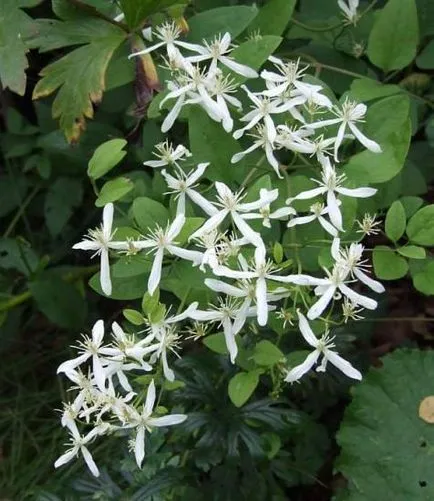 Clematis mandzsúriai leírás, telepítési és gondozási