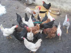 хранене пилетата
