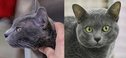 Korat - Cat boldogság