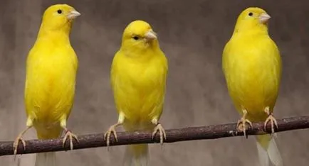 Хранене канарчета, нашите птици