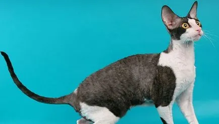 Cornish Rex - pisica casa curios, caldura adorator