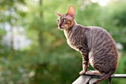 Cornish Rex - pisica casa curios, caldura adorator