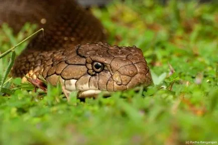 Regele Cobra sau hamadriade (limba latină: