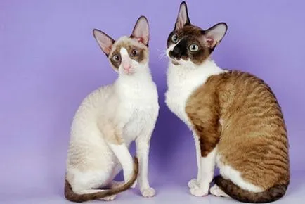 Cornish Rex - pisica casa curios, caldura adorator