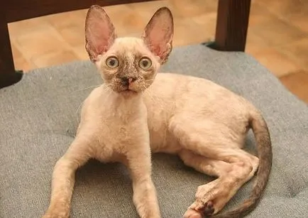 Cornish Rex - pisica casa curios, caldura adorator