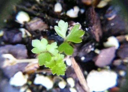 Cultivarea țelină rădăcină și menținerea în câmp deschis, sadovodstvo24