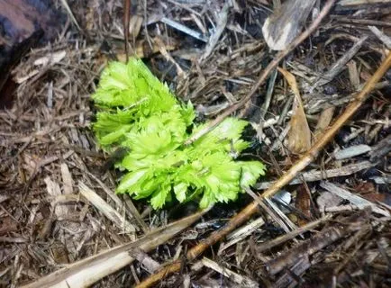 Cultivarea țelină rădăcină și menținerea în câmp deschis, sadovodstvo24