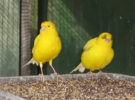 canari de hrănire, păsările noastre