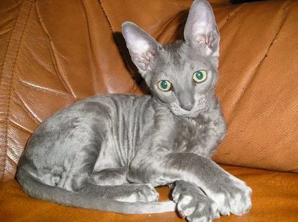 Cornish Rex - pisica casa curios, caldura adorator