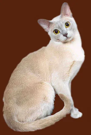 Бирмански описание котка порода, естеството на къде да се купуват, прегледи