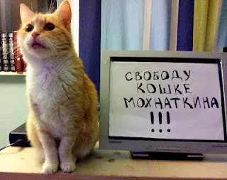 Mohnatkina котка ще разтърси присъда за собственика - говори на пейката - нашите услуги