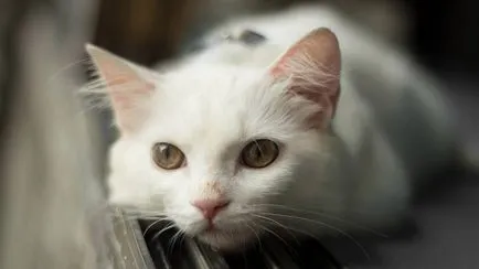 Cat török ​​angóra fajta leírás, fotók, árak kiscicák, vélemények