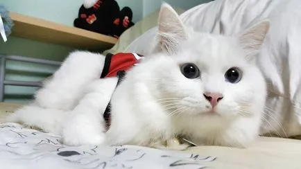 Cat török ​​angóra fajta leírás, fotók, árak kiscicák, vélemények