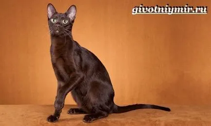 Cat Хавана 1