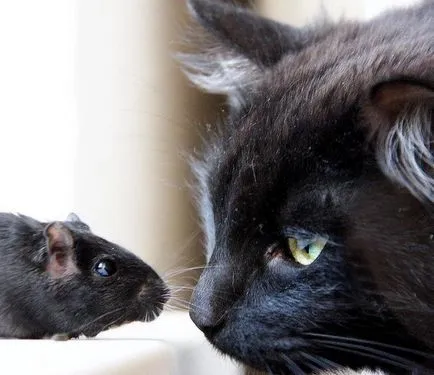 Котка и мишка (Maria Рубльова)