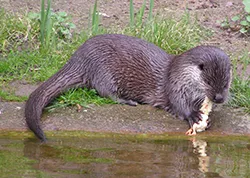 Rövid leírása a vidra és az élet a vadonban, az összes állat