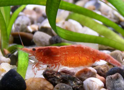 Cherry скариди - съдържанието в аквариум, размножаване, съвместимостта