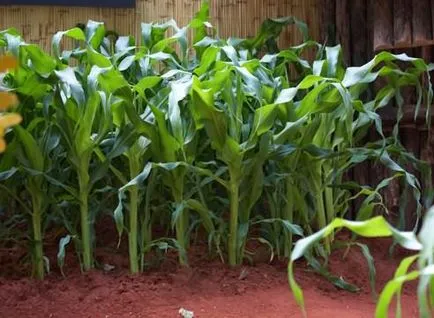 Как да расте царевица в средната лента, отиде в градината!